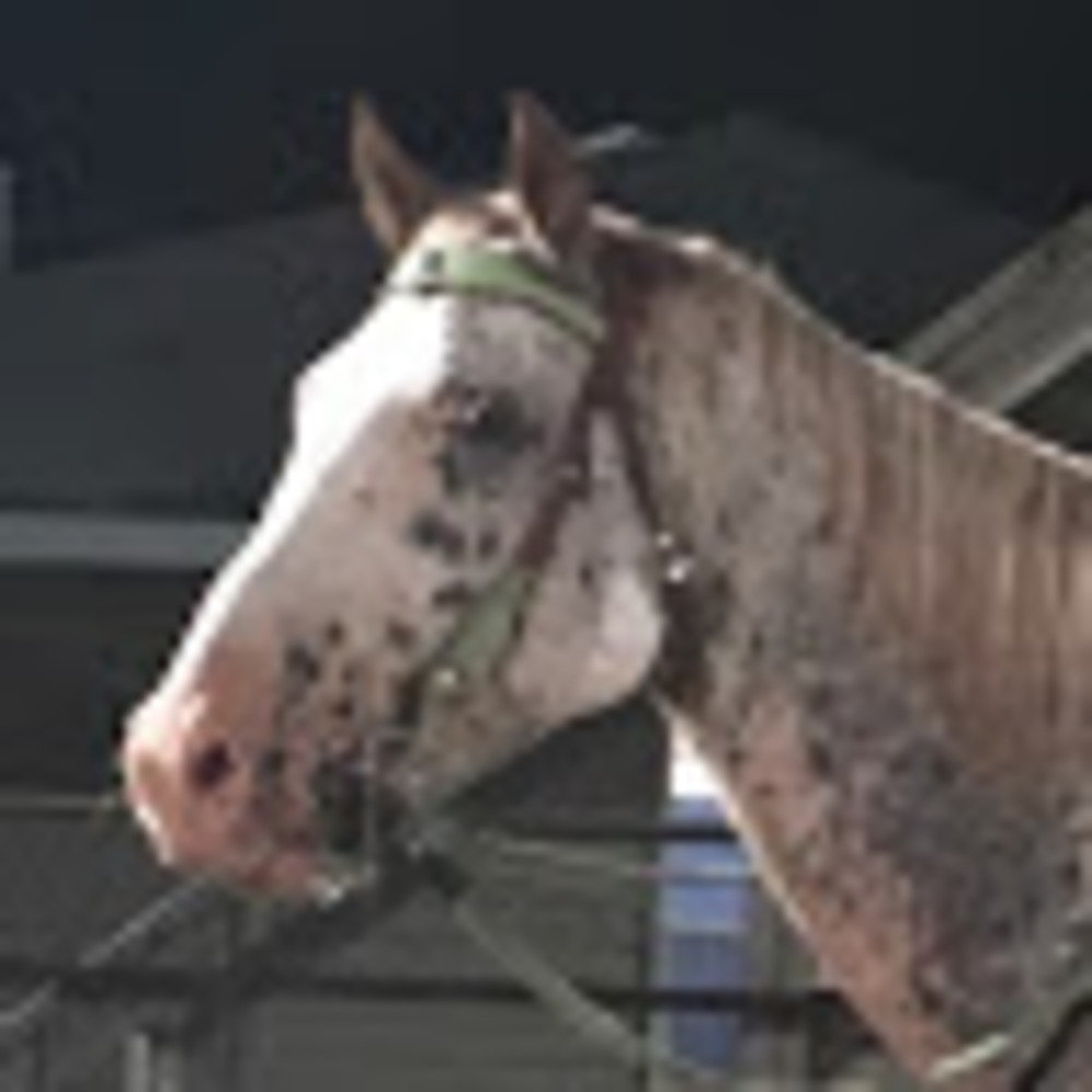 Meet your Posher, Halie